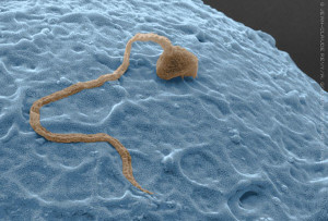 sperma 300x203 Ученые научились выращивать «дееспособные» сперматозоиды