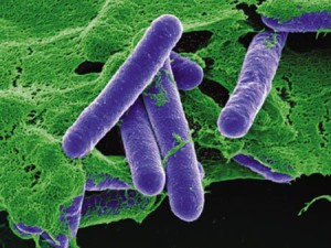 4 кг бактерии Clostridium Botulinum достаточно, чтобы убить всё человечество