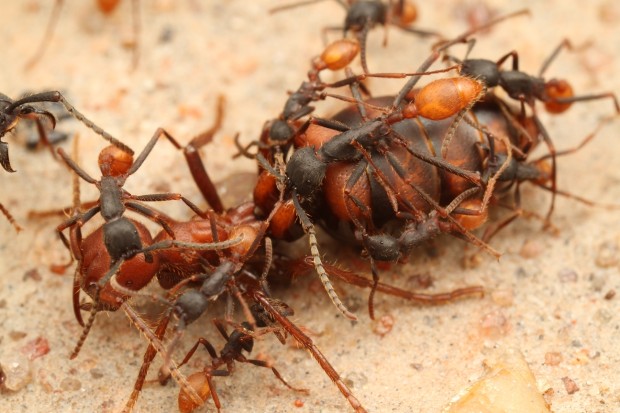Царица муравьёв способна прожить 20 30 лет
