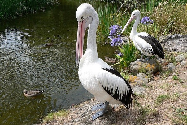 10 фактов о пеликанах