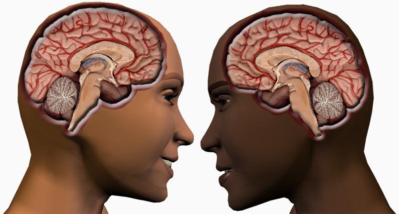  20 отличий мозга мужчин от мозга женщин