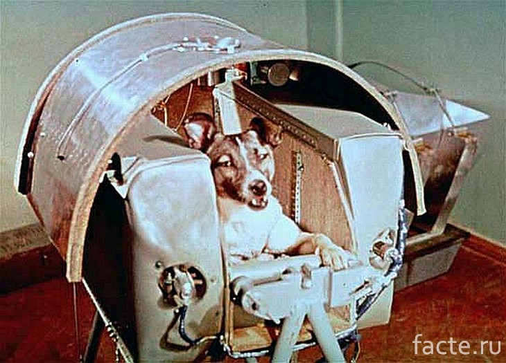 Собака-космонавт