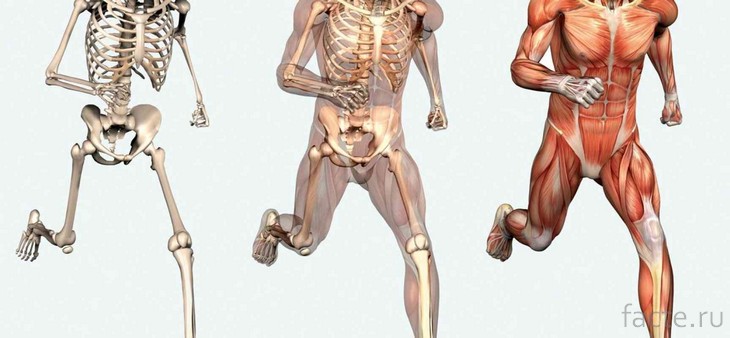 Мышцы и кости