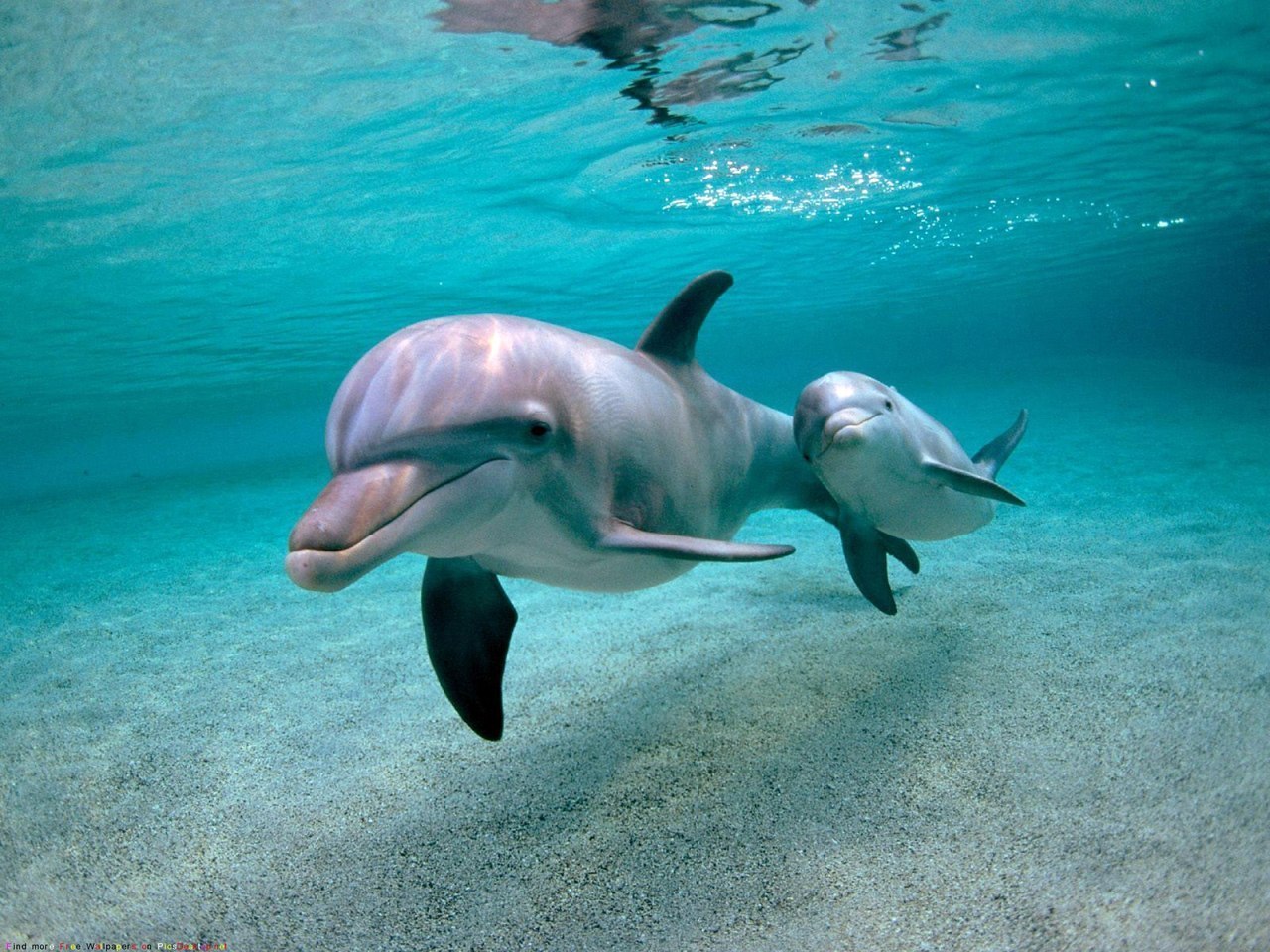 Дельфин под водой скачать