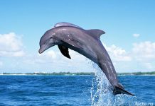 дельфин
