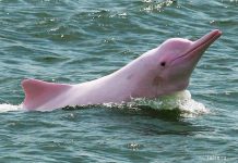 розовый дельфин