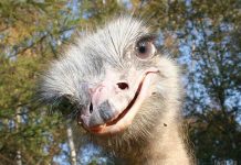 интересные факты о страусах