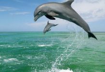 Интеллект дельфинов