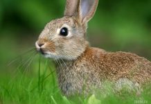 интересные факты о зайцах