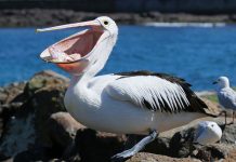 птица пеликан