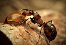 интересные факты о муравьях