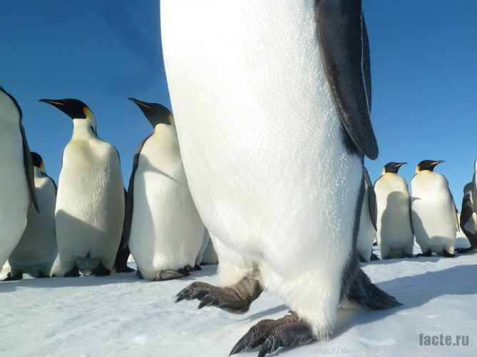лапы пингвина