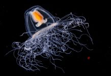Бессмертная медуза Самые необычные животные