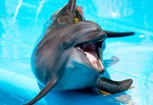 интересные факты о дельфинах