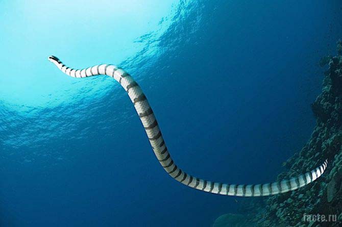 подводная змея