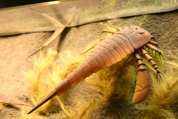 артропод - факты о скорпионах