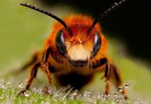 интересные факты о пчелах