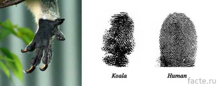 Отпечатки пальцев коалы и человека