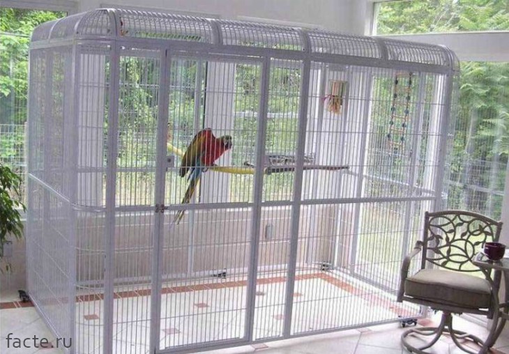 Птица в клетке