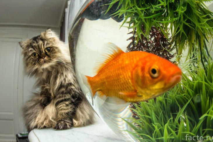 Кошка и золотая рыбка
