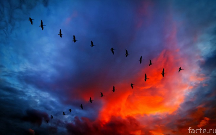 Птицы на закате