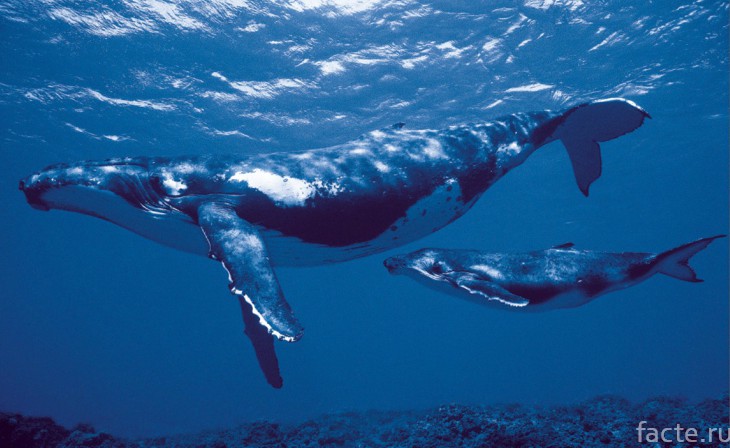 Самка кита и детеныш