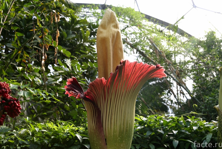 Самый большой цветок
