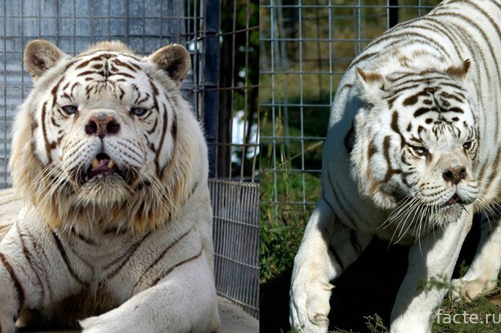 белый тигр-мутант Кенни