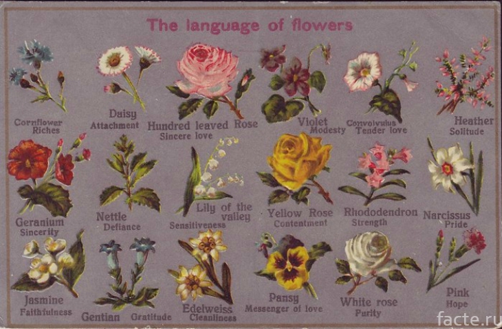 Язык цветов