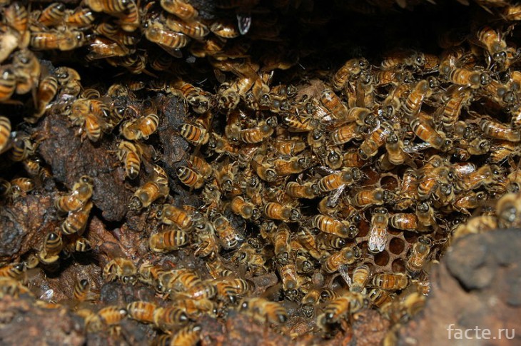 Гималайские пчелы