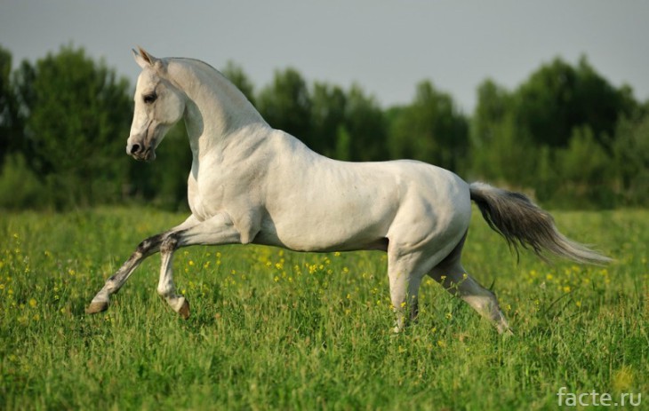 Конь ахалтекинец