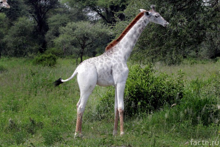 Жираф альбинос