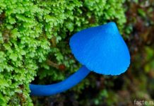 Голубой гриб