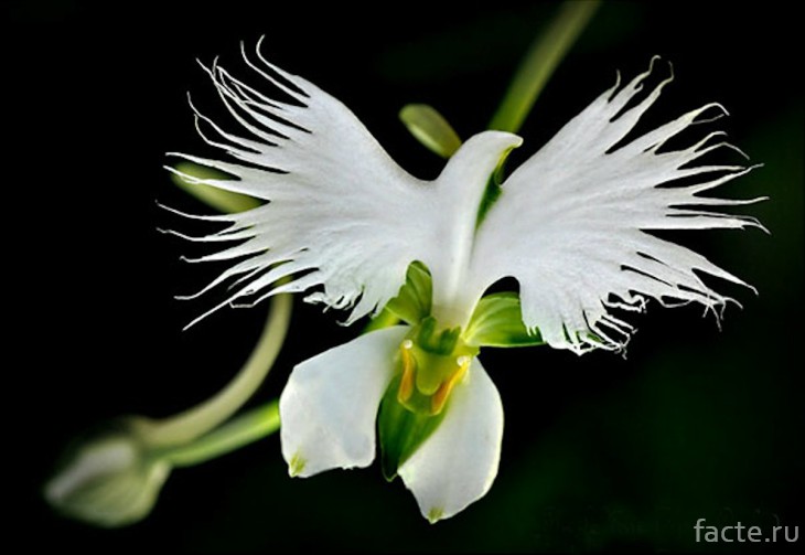 Орхидея белая цапля