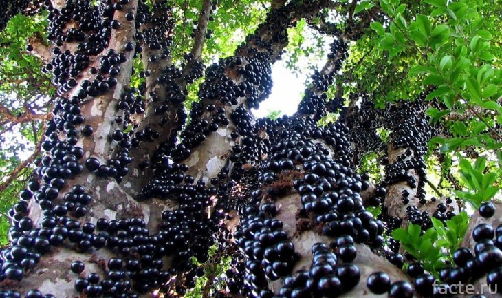 Плоды виноградного дерева