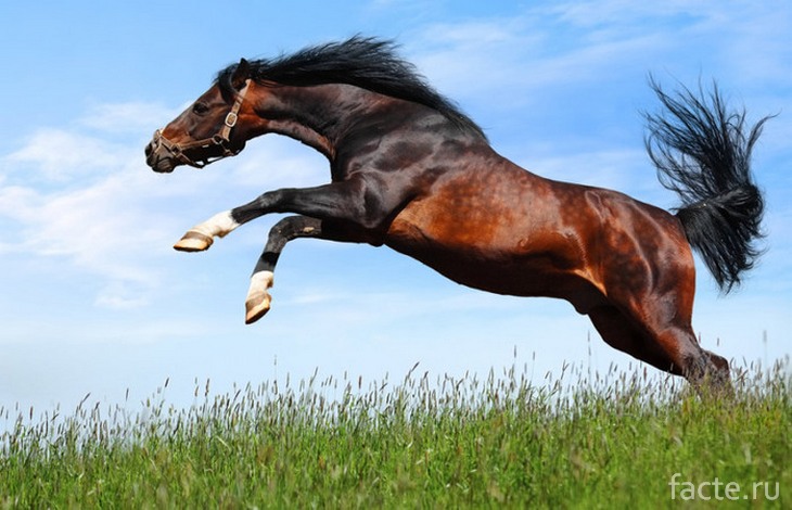 Лошадь в прыжке