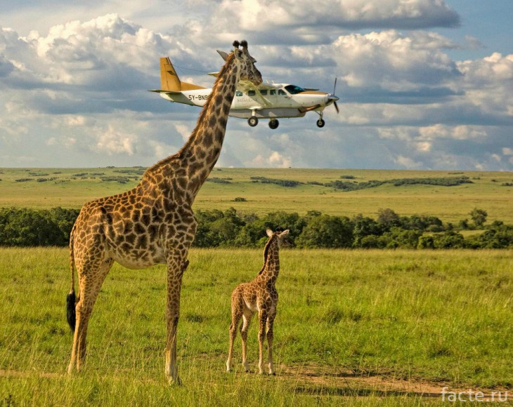 жираф и самолет