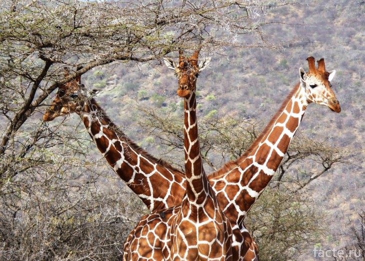 жирафы