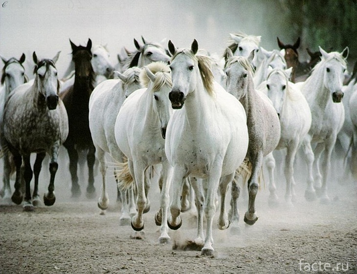 Лошадиные бега