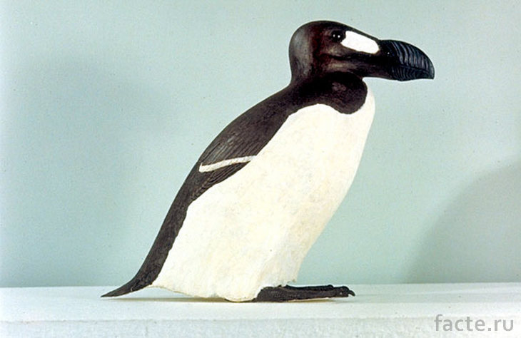 Pinguinis impennis