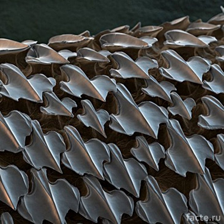 Кожа акулы под микроскопом