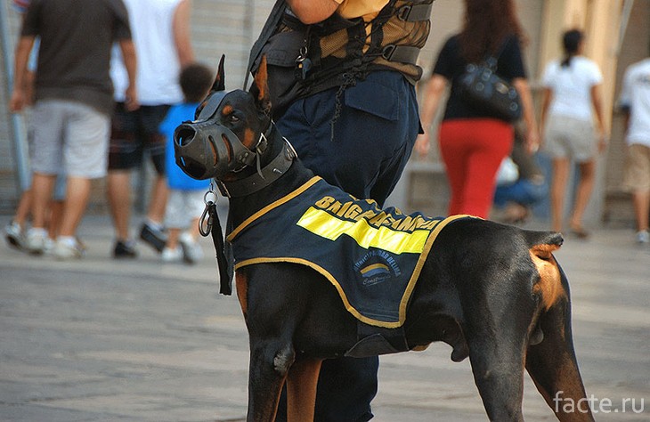 Доберман служит в полиции
