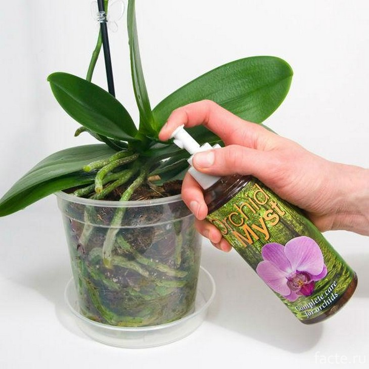 Как подкармливать орхидеи