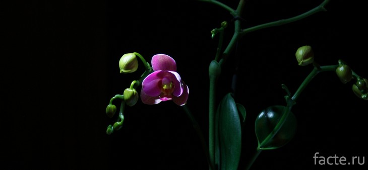 Орхидея ночью