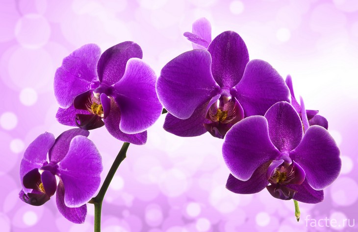 Фаленопсис фиолетовый