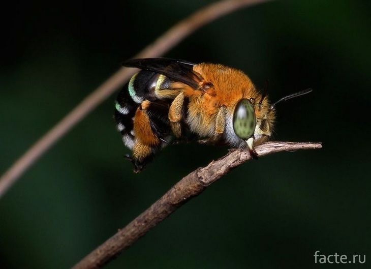 Австралийская пчела. Выглядит так безобидно....