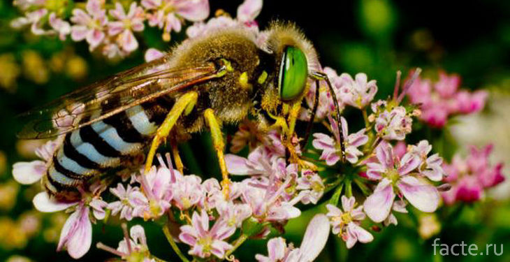 Австралийская пчела на цветах