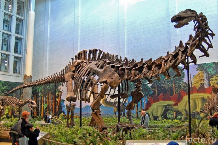 Скелет бронтозавра