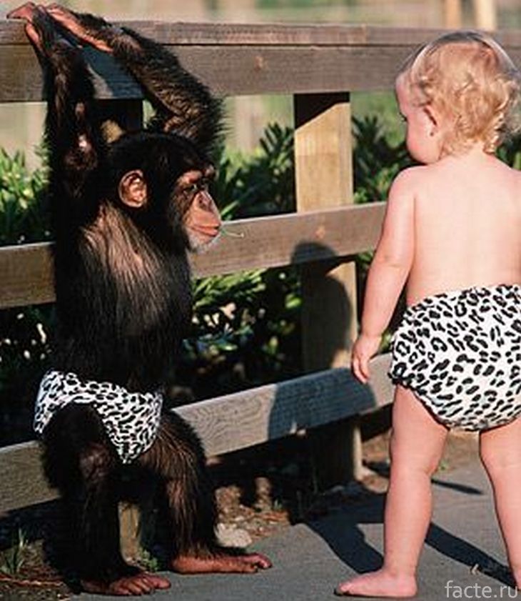 Шимпанзе и ребенок