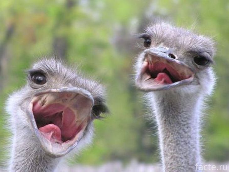 Веселые страусы эму